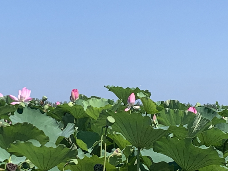 微山湖的荷花